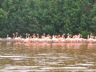 The mangroves and flamingo herds of Celestun in the Gulf of Mexico, Yucatan