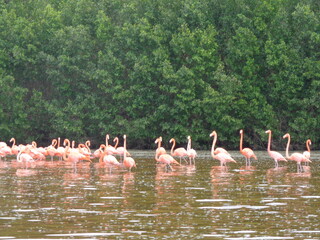 The mangroves and flamingo herds of Celestun in the Gulf of Mexico, Yucatan