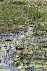 Lotus in the river. India. Maharashtra state. Taken on October 26, 2020
