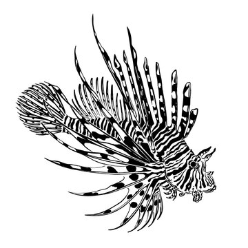 The red lionfish or pterois volitans drawn by black ink. Vector illustration