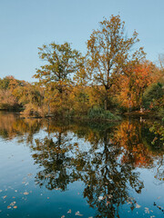 Obraz premium autumn trees reflected in water