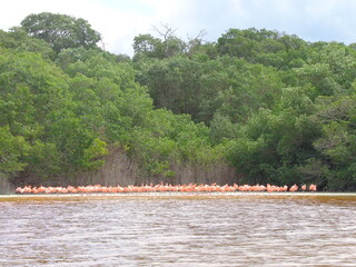 The mangroves and flamingo herds of Celestun in the Gulf of Mexico, Yucatan