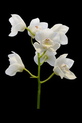 white orchid isolated on black
