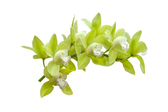 green orchid flower branch isolated on white