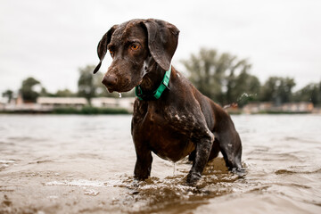 Close-up view of shorthaired pointer dog stands in river water