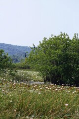 Birds on a tree. Lotuses in the river. India. Maharashtra state. Taken on October 26, 2020