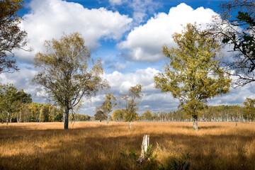 Norddeutsche Moor - Savanne im Duvenstedter Brook