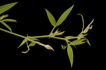 Meadow Vetchling (Lathyrus pratensis). Vegetative Shoot Closeup