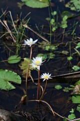 Lotuses in the river. India. Maharashtra state. Taken on October 26, 2020
