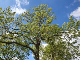 green tree grüner Baum