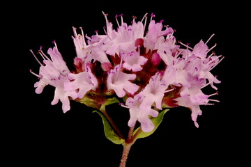 Naklejka premium Wild Marjoram (Origanum vulgare). Inflorescence Detail Closeup