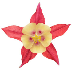 Red flower of aquilegia, blossom of catchment closeup, isolated on white background