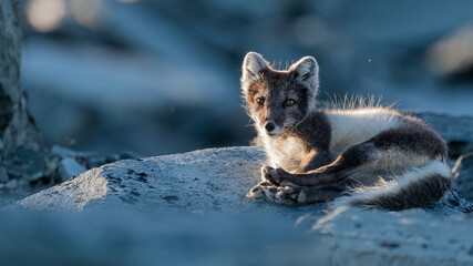 sleeping arctic (Vulpes lagopus) fox portrait