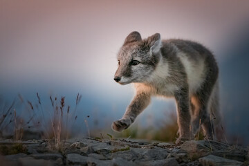Naklejka premium Arctic fox (Vulpes lagopus) portrait in the sunset 