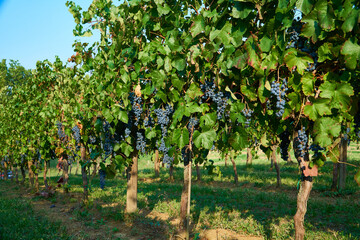 Fototapeta na wymiar Vineyards landscape with grapevine for wine production in Emilia-Romagna, Italian region.