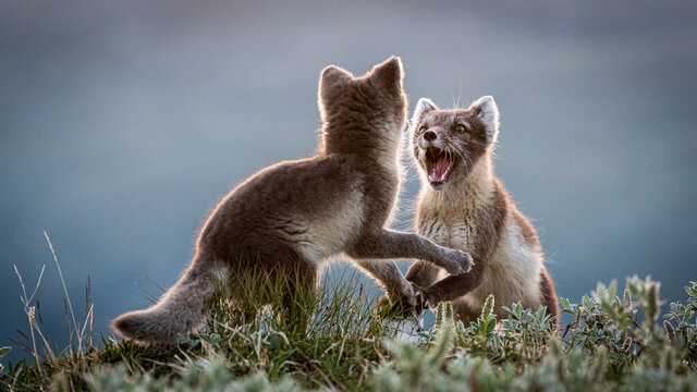 Two Arctic foxes (Vulpes lagopus) fighting 