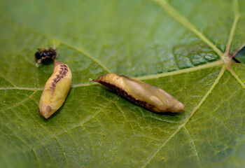 Eine Nahaufnahme zweier verpuppten Raupen eines Buchsbaumszünslers.
