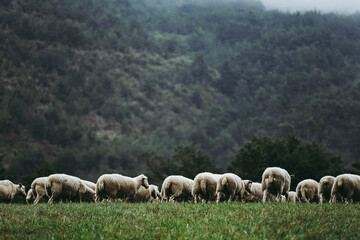 Troupeau de brebis dans un champ en campagne