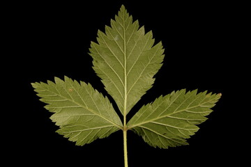 Stone Bramble (Rubus saxatilis). Leaf Closeup
