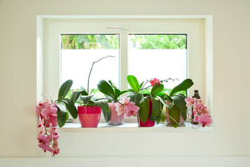 Five lovely pink lilac blooming orchids are arranged in a row on a white window sill in solid flower pots against a white wall and white window. Gorgeous green leaves. Copy space.