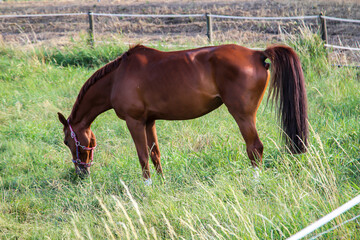 Ein Pferd beim grasen auf einer Koppel