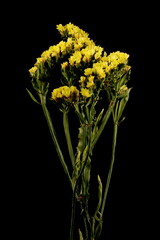 Wavyleaf Sea Lavender (Limonium sinuatum). Habit