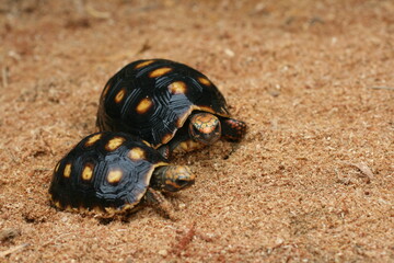 Beautiful birth of turtles in the sea with very shiny sand in the summer of 2021