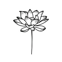 Flower Lotus