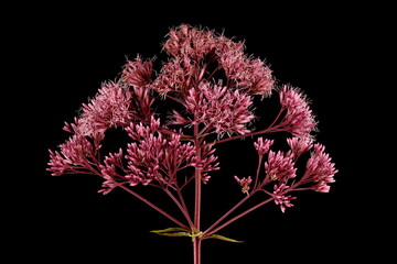 Purple Joe-Pye Weed (Eutrochium purpureum). Inflorescence Closeup
