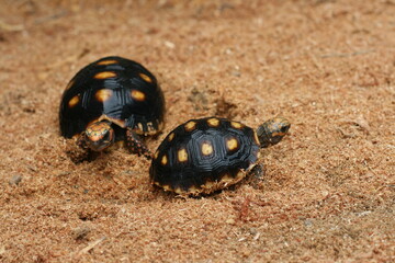 Beautiful birth of turtles in the sea with very shiny sand in the summer of 2021