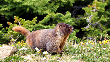 A marmot walks through wildflowers in Rocky Mountain National Park, Colorado.