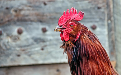 Close-up portrait of a rooster on a farm.