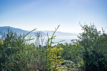 grass, ocean and blue sky
