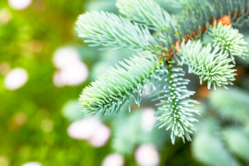 Branch of a Christmas tree on a green background