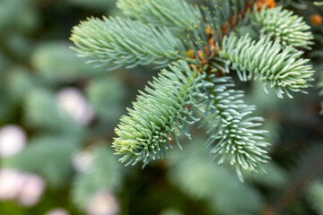 Branch of a Christmas tree on a green background