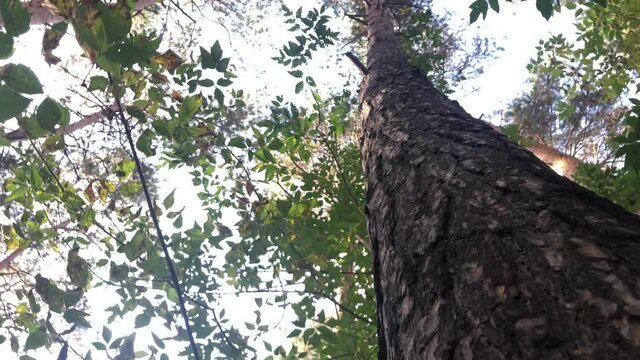 View of the sky around a tree trunk in the forest