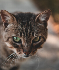 Gato de ojos verdes y marrones en un parque