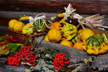 Harvest or Thanksgiving background with autumnal fruits and gourds on rustic wooden table