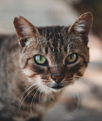 Gato de ojos verdes y marrones en un parque
