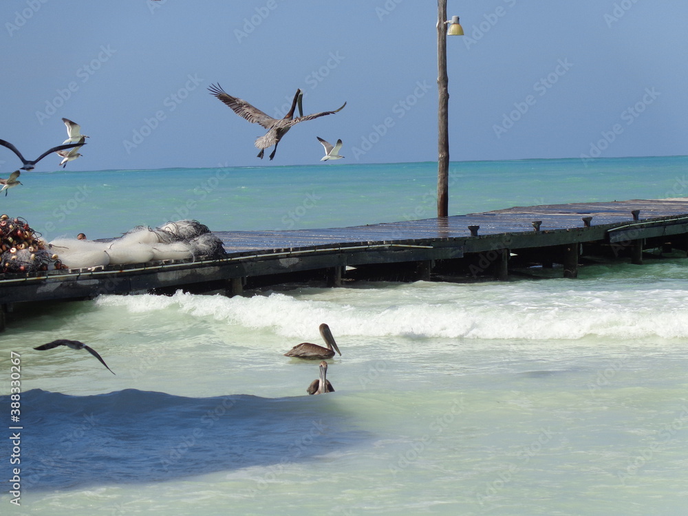 Wall mural The beautiful beaches and wildlife of  the Mexican Isla Contoy, Holbox and Cozumel islands in the Gulf of Mexico