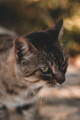 Gato de ojos verdes y marrones en un parque