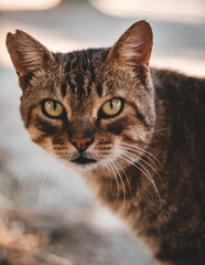 Gato de ojos verdes y marrones en un parque