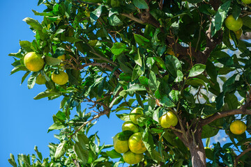 Ripe yellow lemon fruits on tree branches against a blue sky in autumn