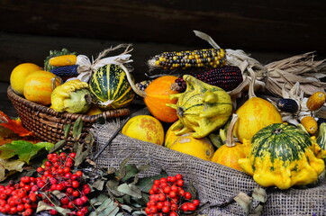 Harvest or Thanksgiving background with autumnal fruits and gourds on rustic wooden table