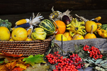 Harvest or Thanksgiving background with autumnal fruits and gourds on rustic wooden table