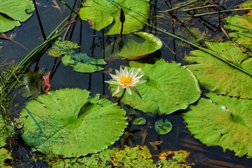 Lotus in the river. India. Maharashtra state. Taken on October 26, 2020