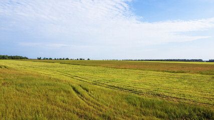 Fototapeta premium The harvester removes grass from the fields. View from above