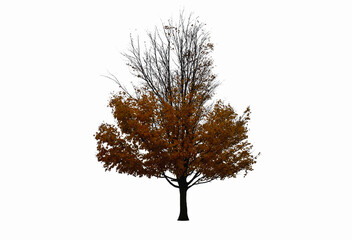 Fototapeta premium Tree in autumn