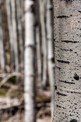Fototapeta premium aspen tree trunks
