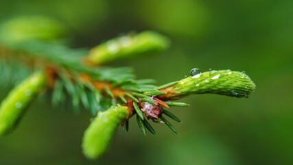 A drop of water on a tree sheet close-up
